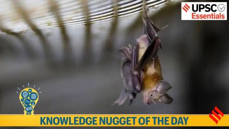 bats, upsc, conservation
