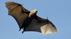 bats