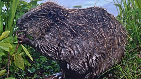 Beaver