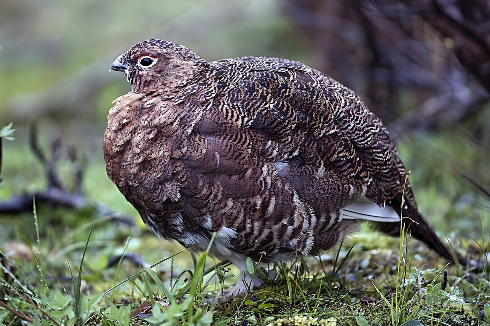 Bird