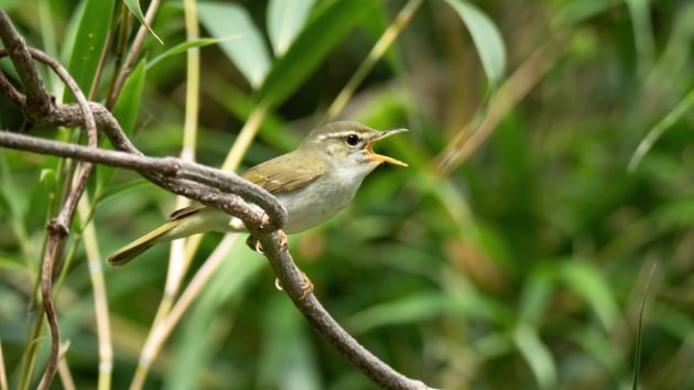 birds