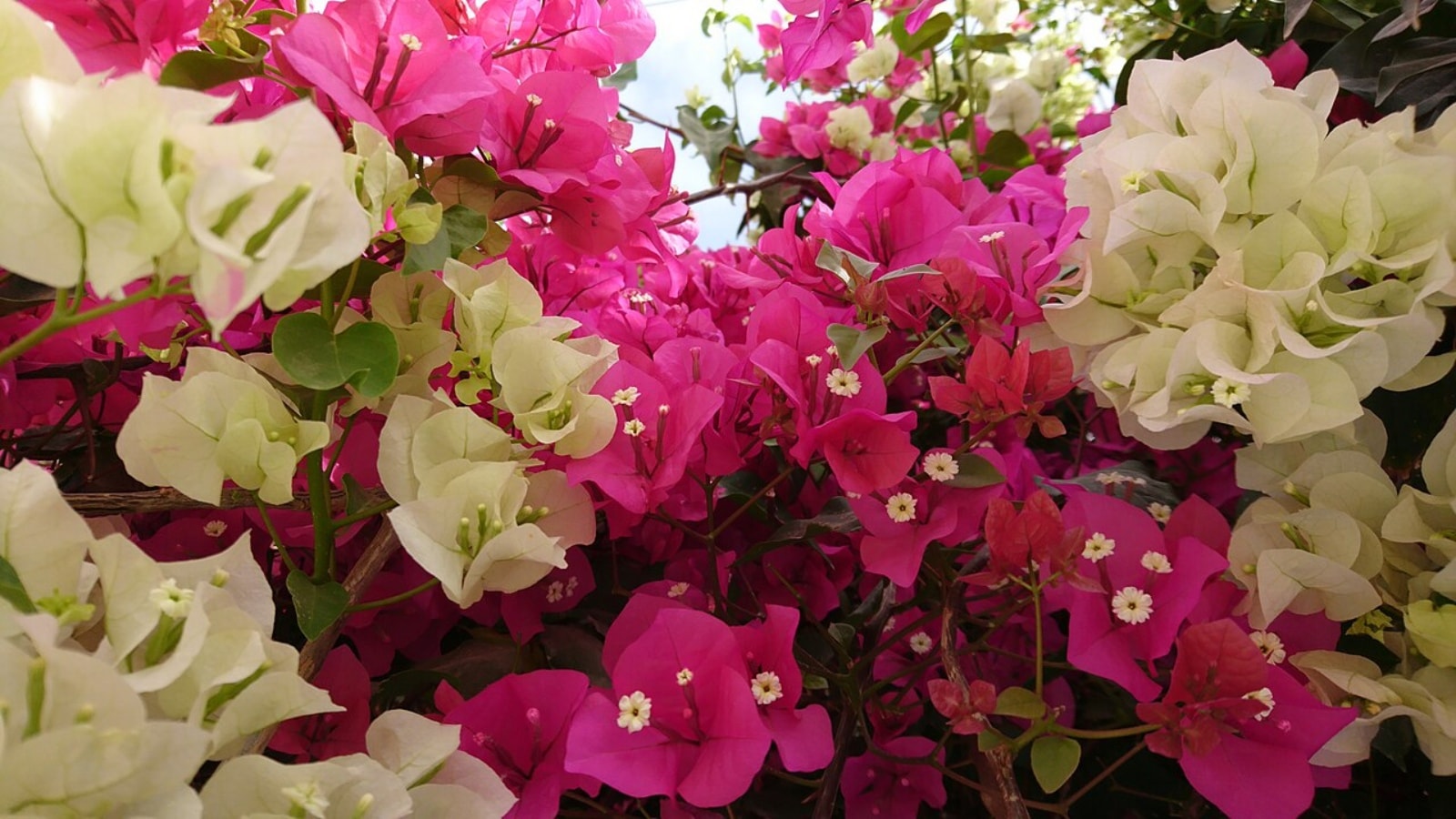 bougainvillea