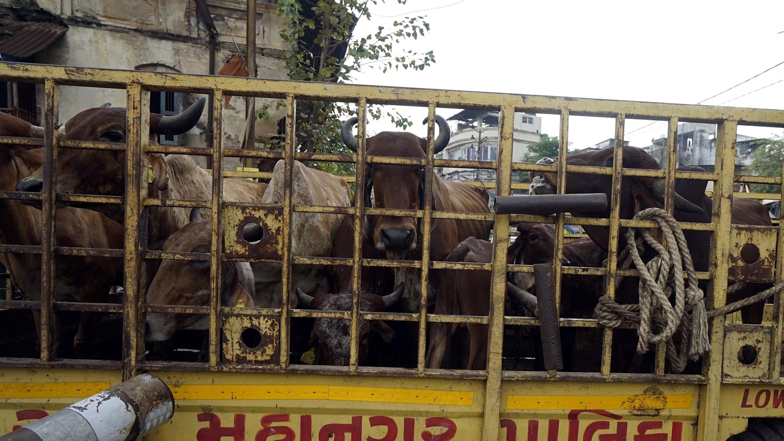 Constable arrested in UP’s Chandauli for sharing police movement info with cattle smugglers