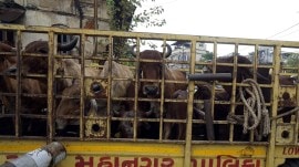cattle