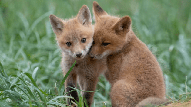 animals