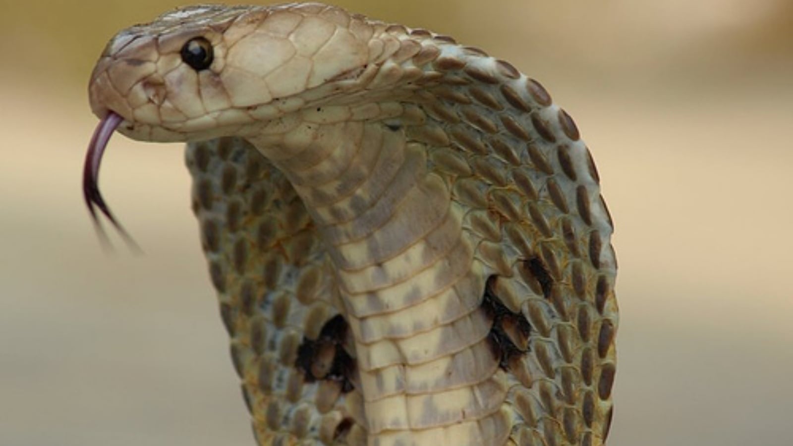 10 snakes you should never underestimate in India