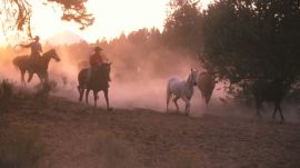 cow boys