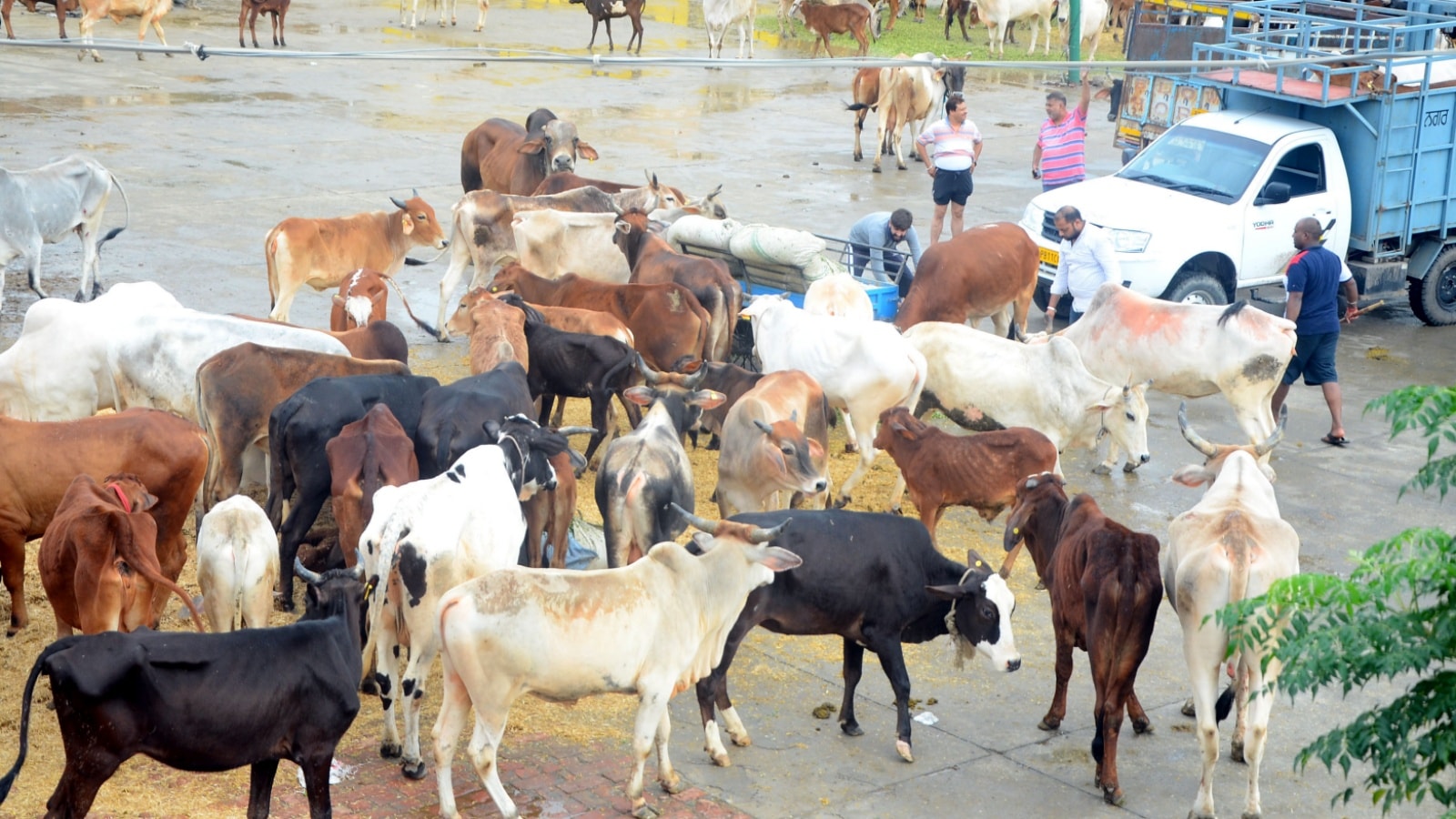 Exclusive: Decomposed samples, broken custody chain, and evidence that wasn’t – Bhopal slaughter case begins to unravel