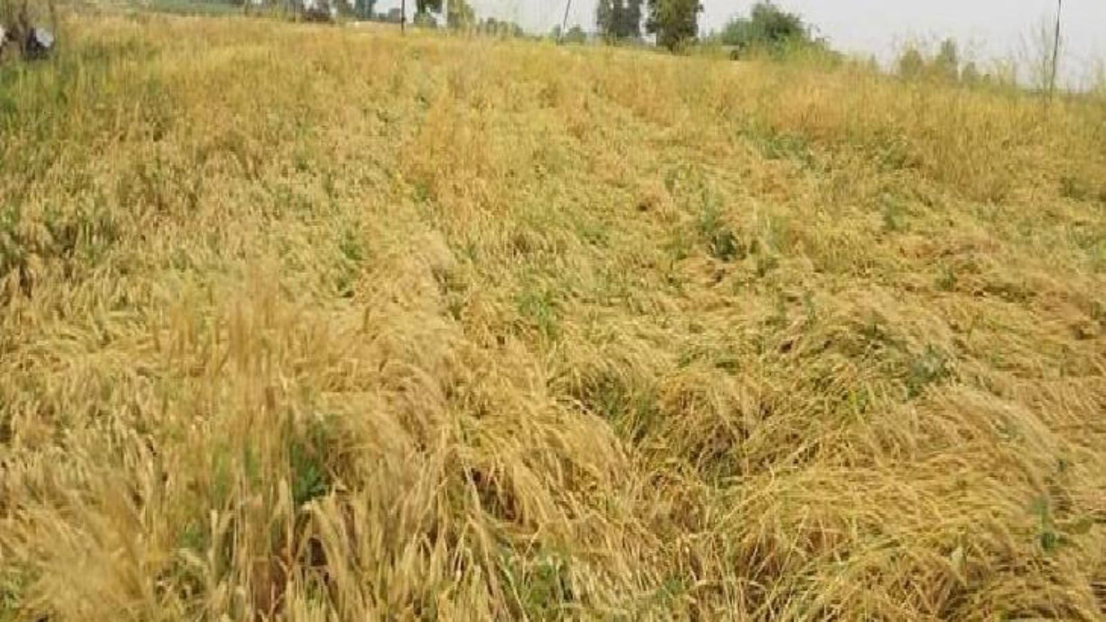 crop loss, rain, maharashtra, beed,