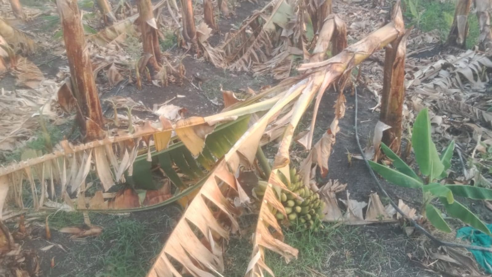 Unseasonal rain batters Maharashtra: Farmers count losses as crops, orchards take a hit
