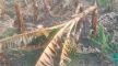 crop loss, rain, maharashtra, beed,