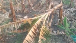 crop loss, rain, maharashtra, beed,