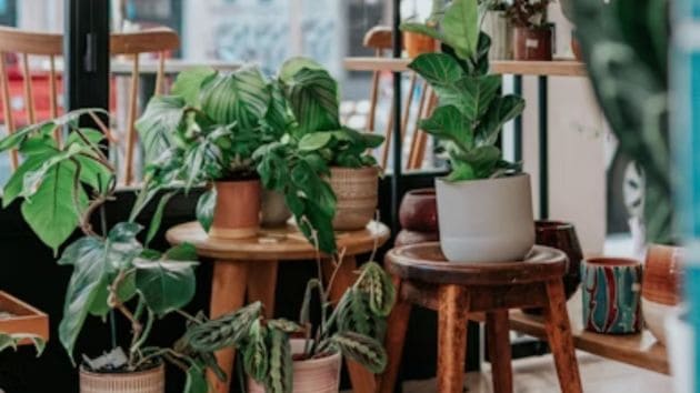 plants