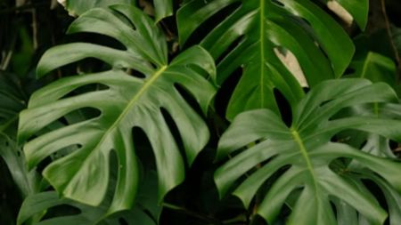 plants