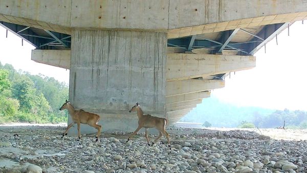 Animal Underpass on Delhi-Dehradun Expressway (Image: NHAI)