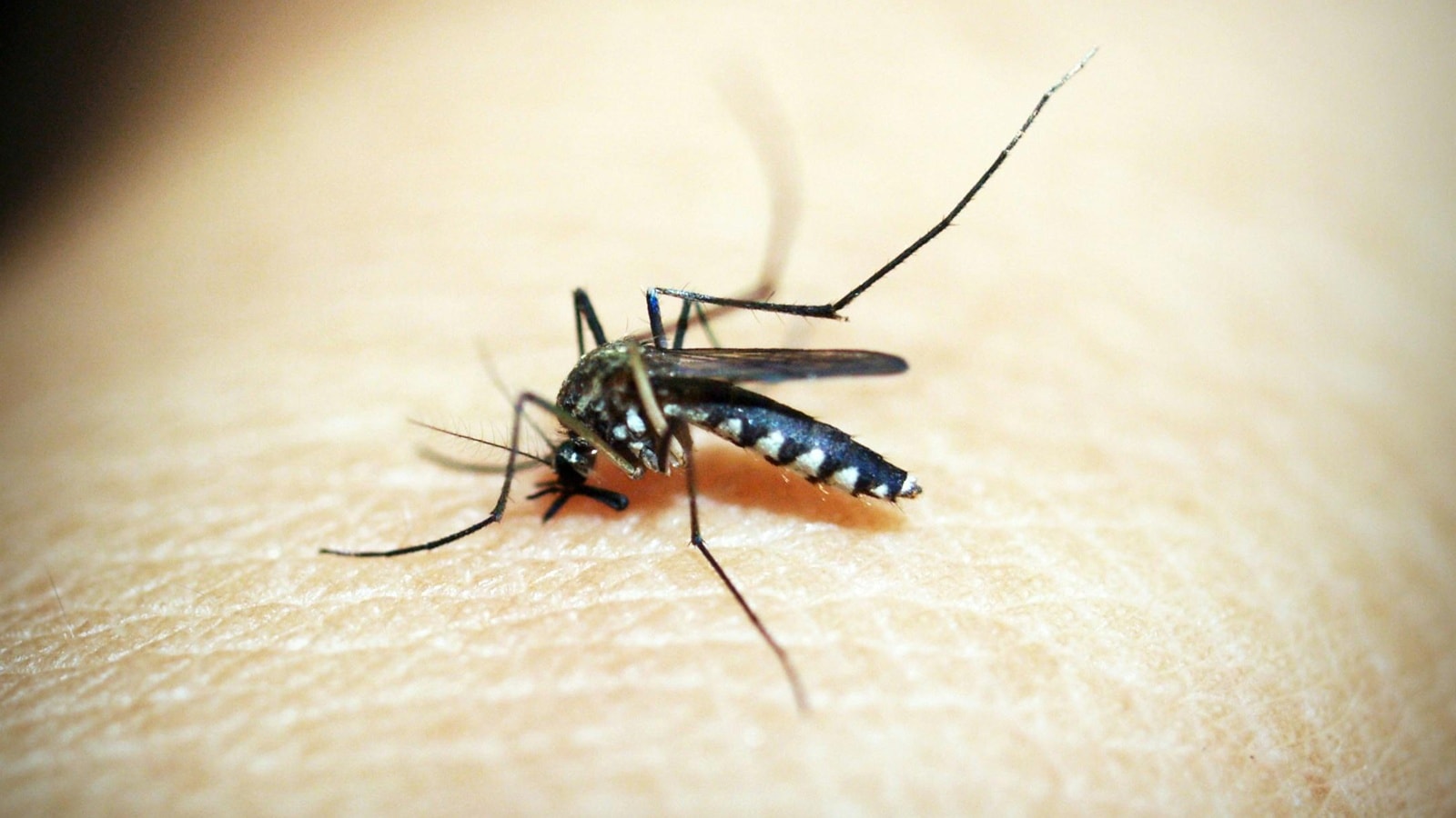 Dengue is spreading fast: Can cutting-edge science outsmart it at last?