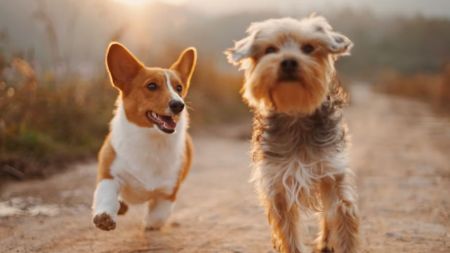 dogs