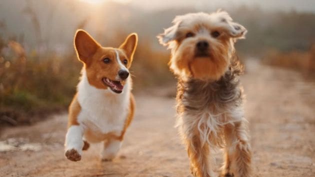 dogs