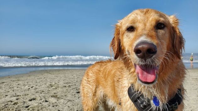 dog beaches