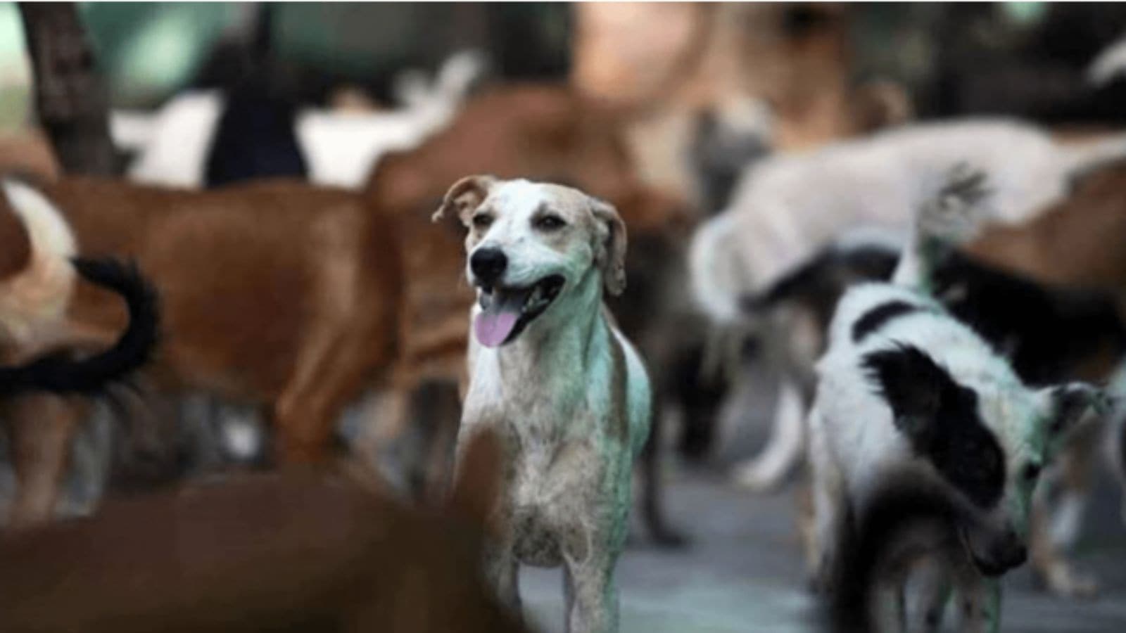 Nearly 5 lakh dog bites, 19 rabies death recorded in Maharashtra in 3 months