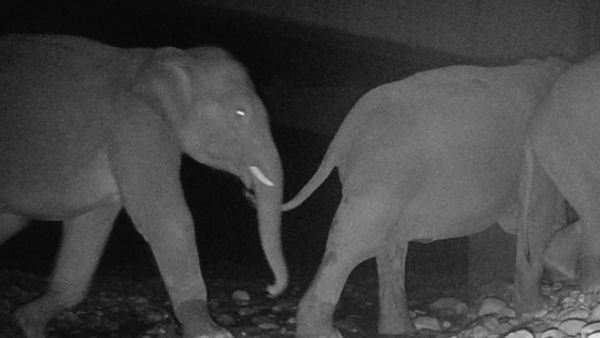 elephants utilising the wildlife elevated corridor NHAI WII