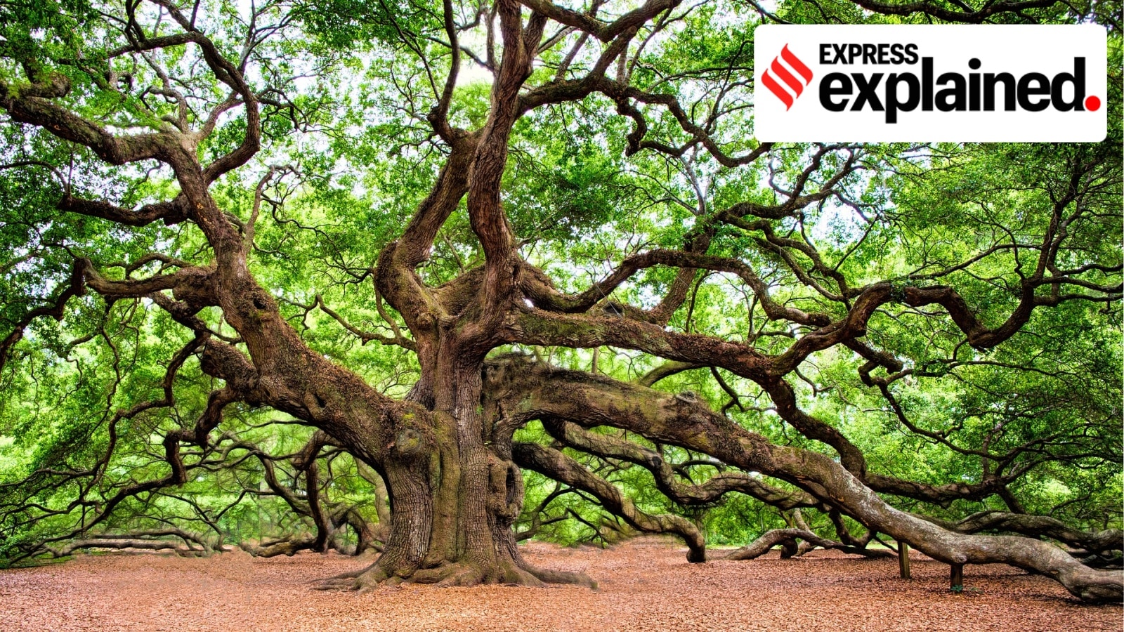 The Art of Baking: From Classic Bread to Artisan Pastries