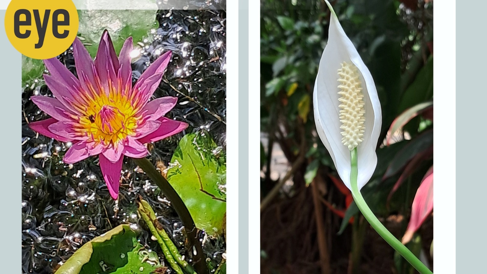 Are peace lilies real lilies? Types, toxicity, and symbolism explained