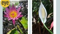 eye copy lillies