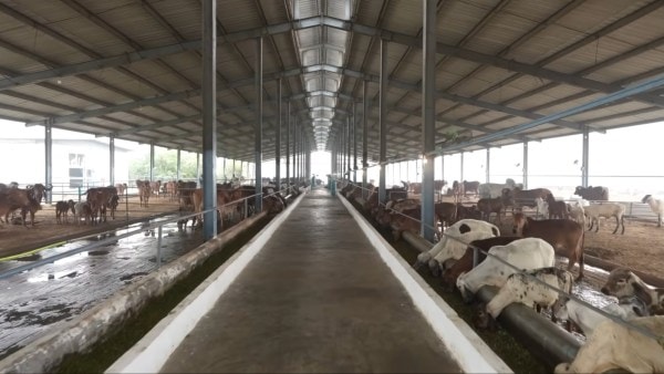 फराह खान ने गौरव तनेजा के फार्महाउस का दौरा किया। (तस्वीर: फराह/YT)