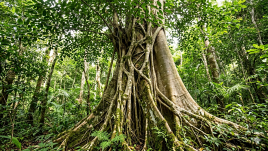 plant