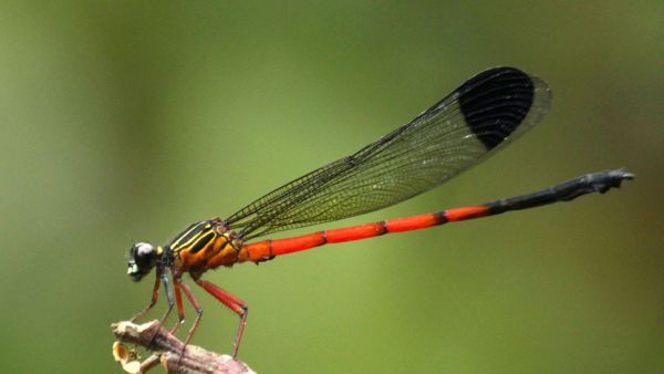 The concern though is the potential shortfall of nearly 35% of these ecologically critical insects