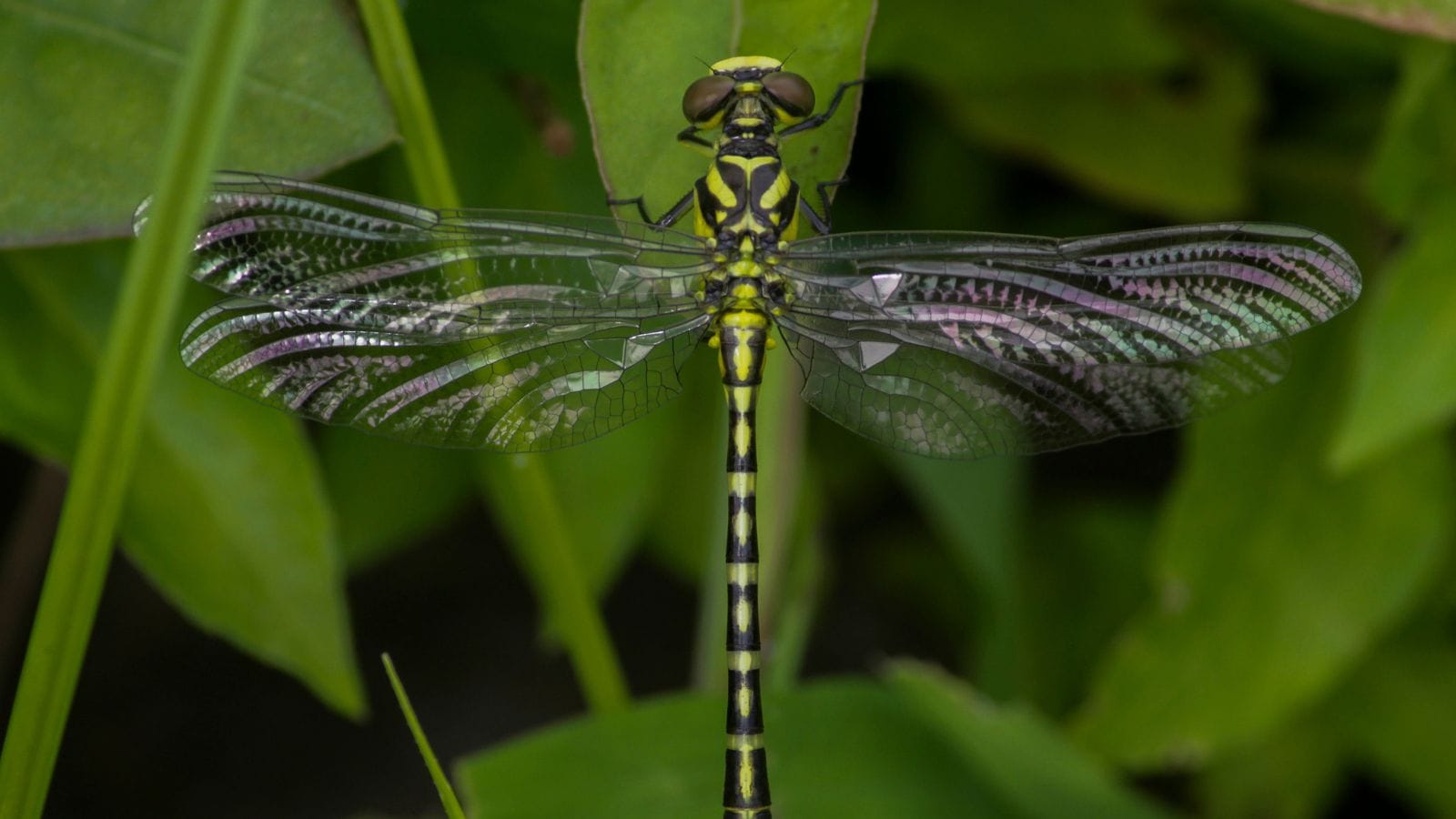 Survey shows 35% drop in recorded dragonfly, damselfly populations in Western Ghats