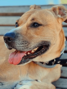 Essential summer safety tips for your pets
