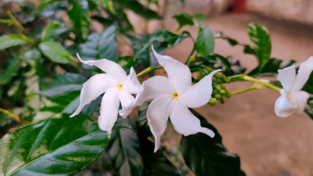 flowers