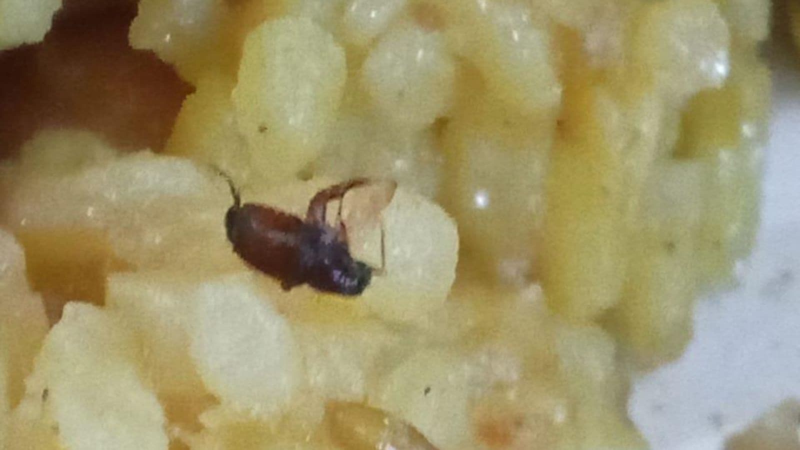 ‘Insects found in mid-day meal served in civic school’; PCMC to probe complaint