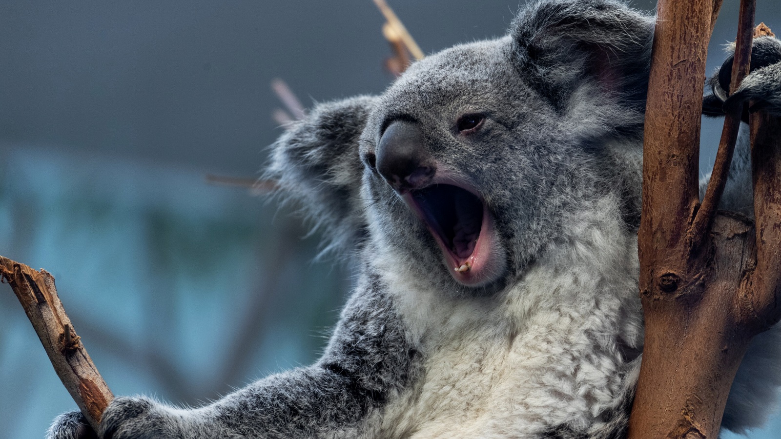 Adorable animals with a dark secret