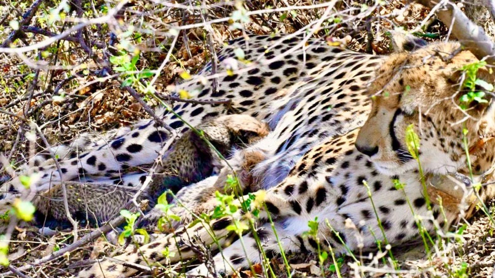 Born at Kuno, raised in the wild: Gamini becomes second Indian-born cheetah to give birth