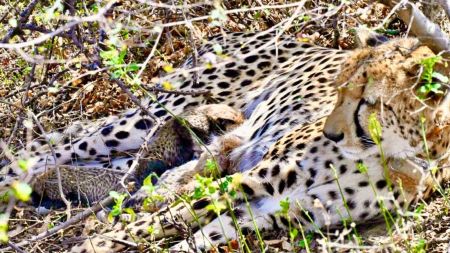 The birth is the second consecutive breeding event involving a cheetah born on Indian soil.