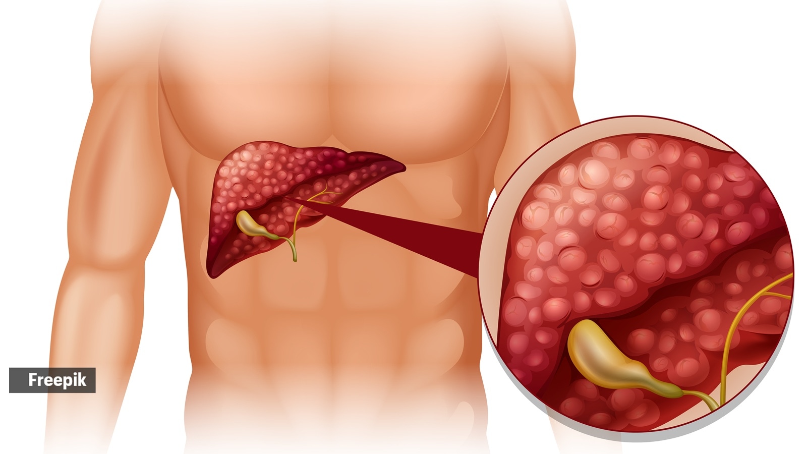 Protect Your Liver in 2026