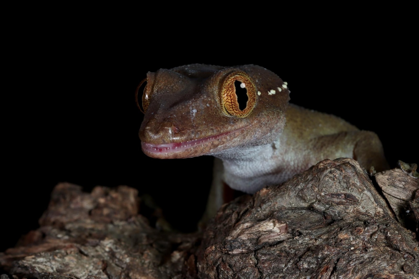 lizard