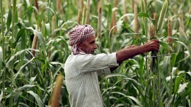wheat crop