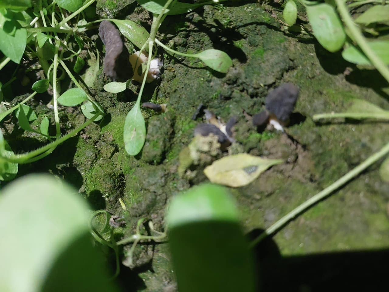 Kashmir scientists crack cultivation of rare Rs 40,000 morel mushrooms