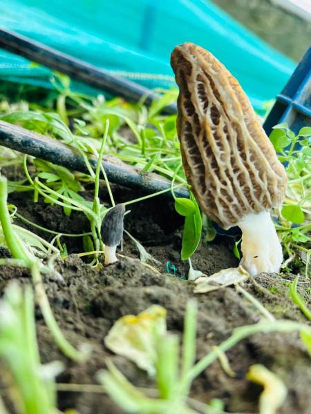 Kashmir scientists crack cultivation of rare Rs 40,000 morel mushrooms
