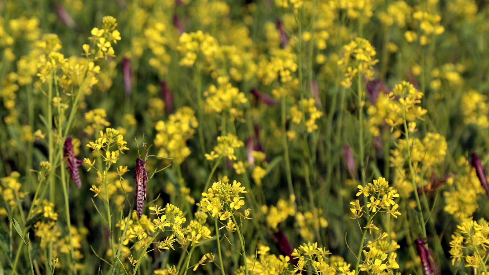 PAU develops mustard variety to produce healthier version of oil PAU develops mustard variety to produce healthier version of oil
