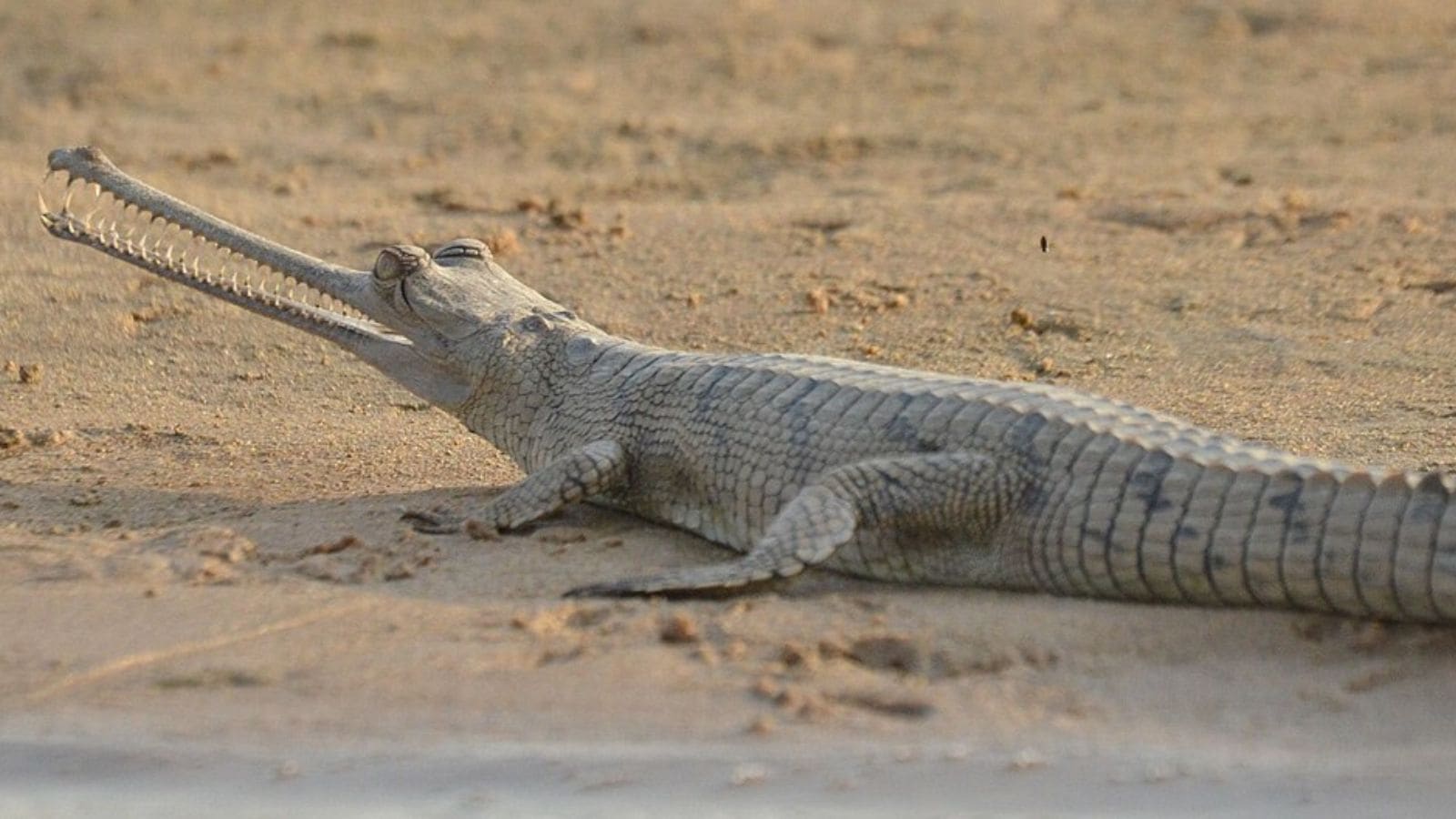 ‘Lives paused again’: Kota residents await land titles as Supreme Court stays Chambal denotification