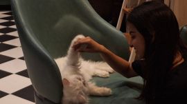 pets