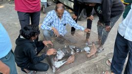 pigeon keeper rivalry Pune
