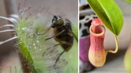 A fly stuck on the leaf of Drosera burmanii; (Right) The pitcher plant Nepenthes ventrata. (Photo credit: Sumukha Javagal)
