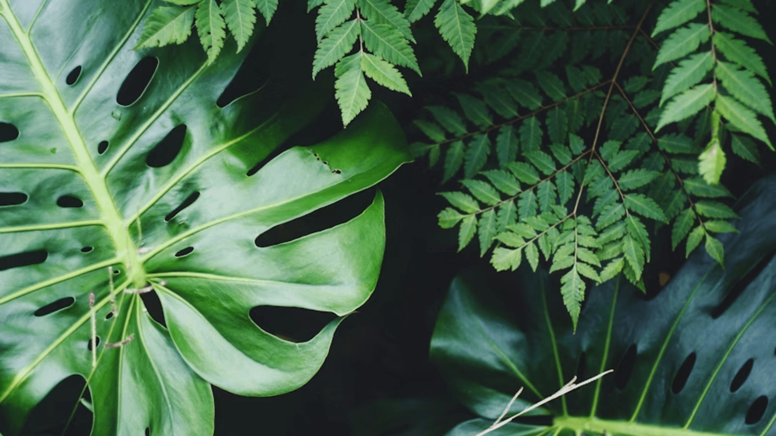 Nature’s Most Bizarre Leaves: How Environmental Pressures Prompt Rule‑Breaking Morphologies