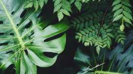 plants